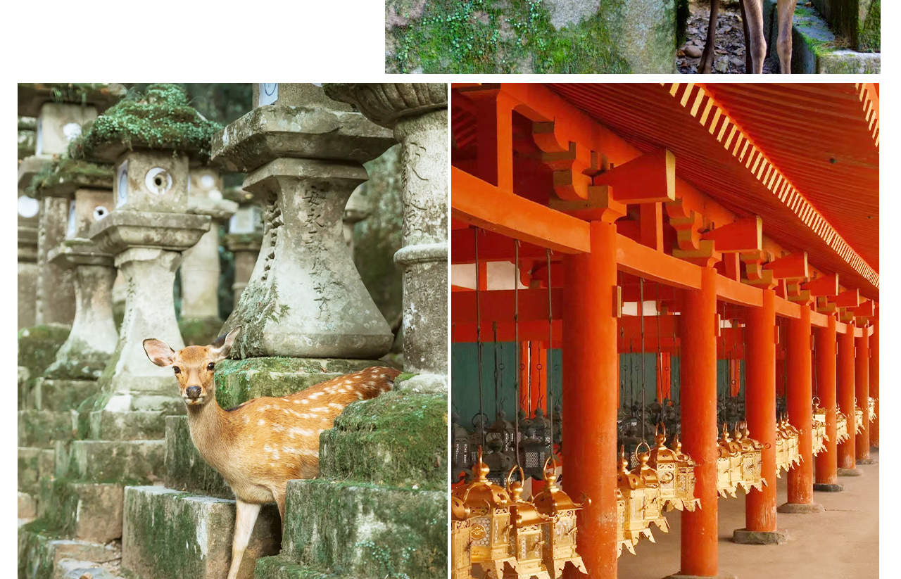 Sakura Season Limited] Day Trip from Osaka | Nara Park Deer